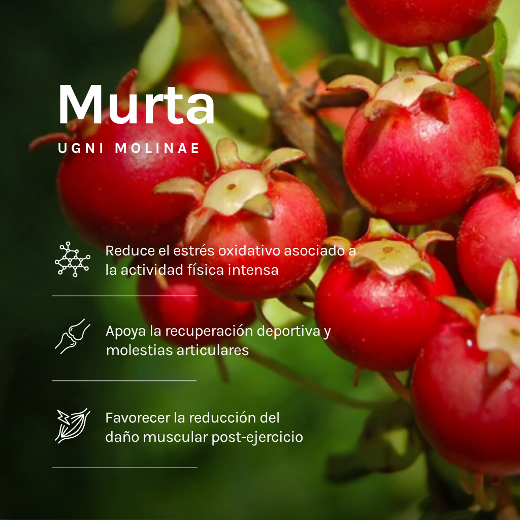Pack 6 Gel Energético Murta Sin Cafeína